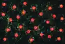 Bild 1 von Solar Lichterkette 30LED Marienkäfer