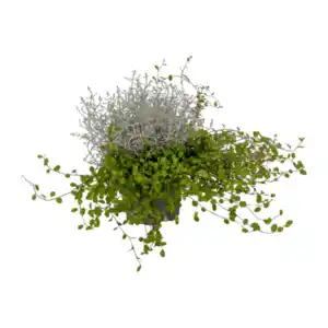 GARDENLINE Calocephalus mit Muehlenbeckia