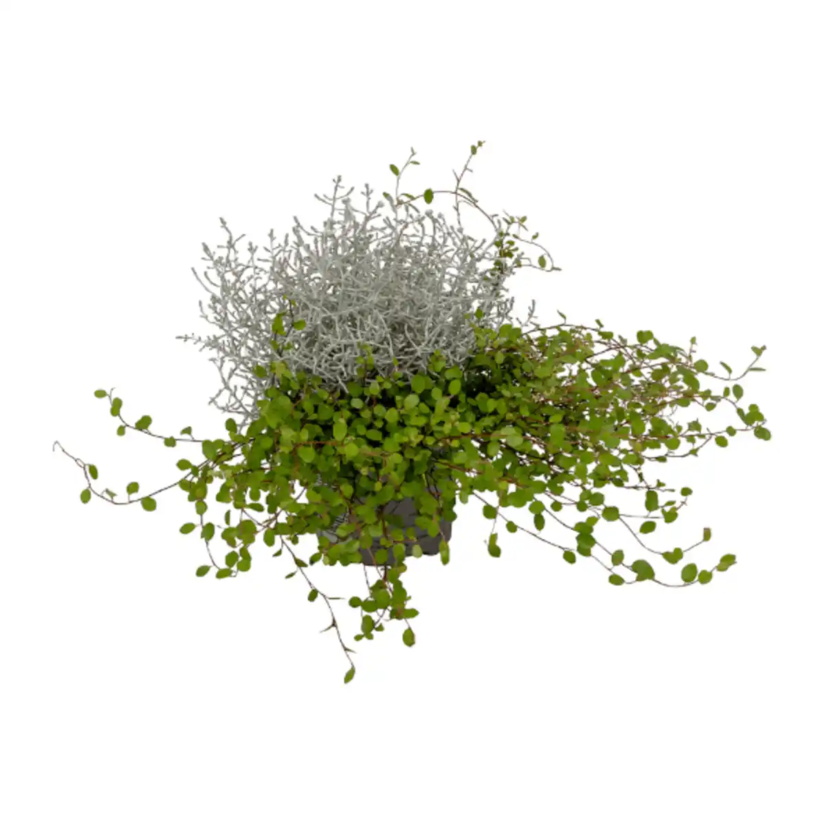 Bild 1 von GARDENLINE Calocephalus mit Muehlenbeckia