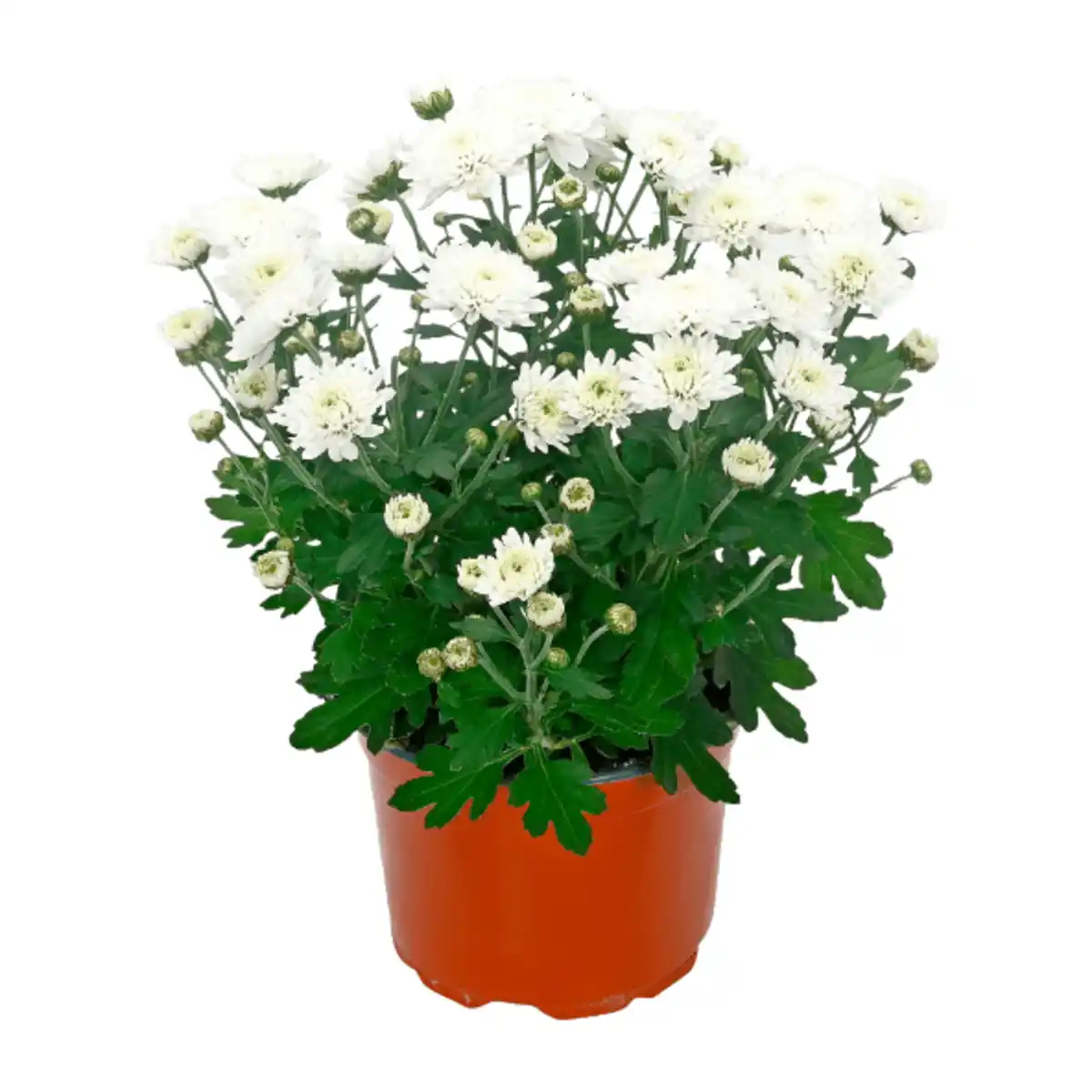Bild 3 von GARDENLINE Chrysantheme