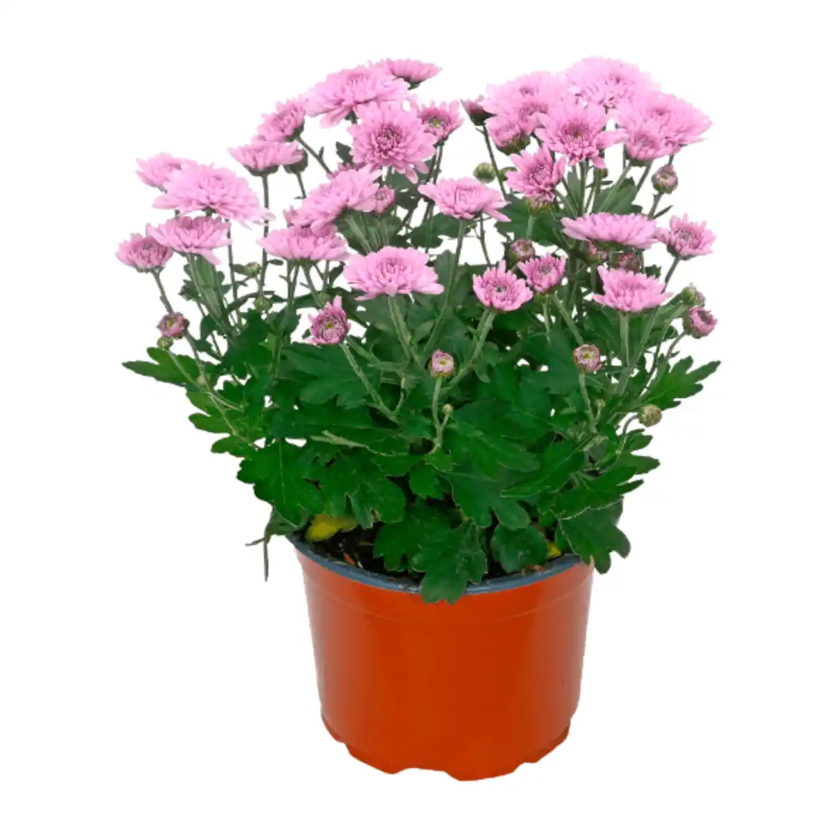 Bild 2 von GARDENLINE Chrysantheme