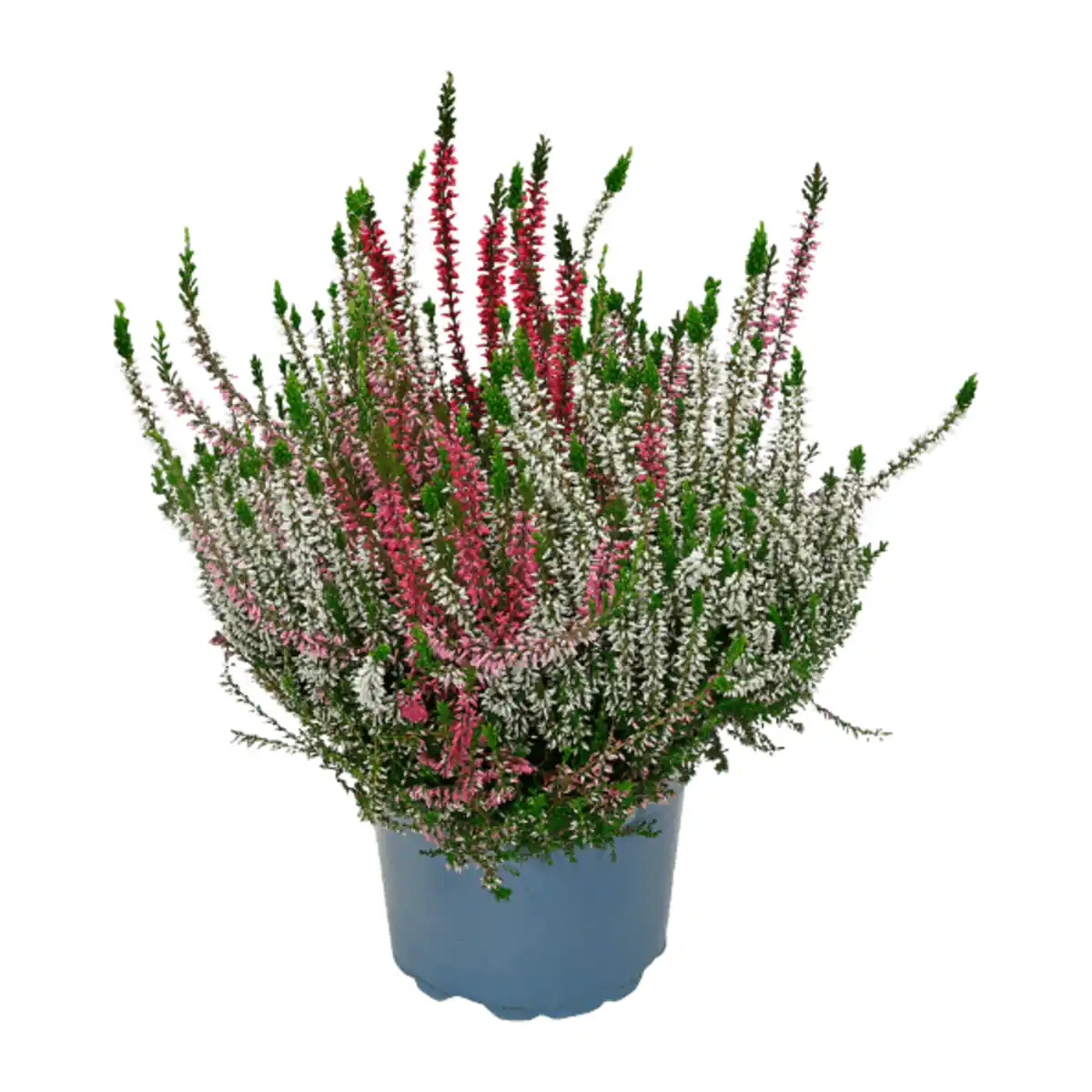 Bild 2 von GARDENLINE Callunenbüsche bunt