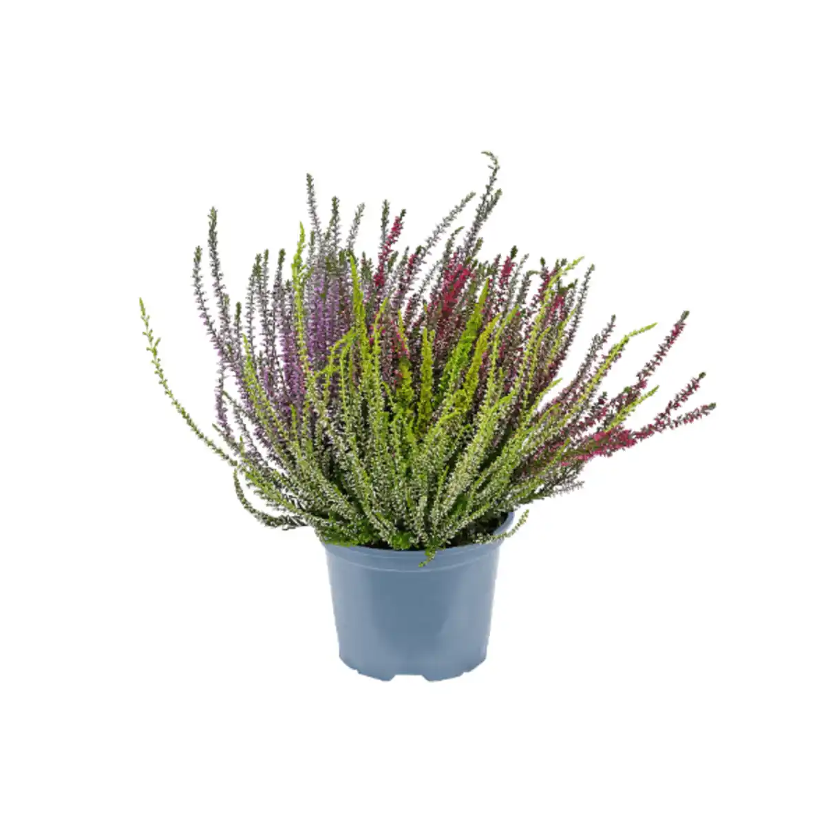 Bild 3 von GARDENLINE Callunenbüsche bunt