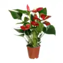 Bild 3 von GARDENLINE Anthurie