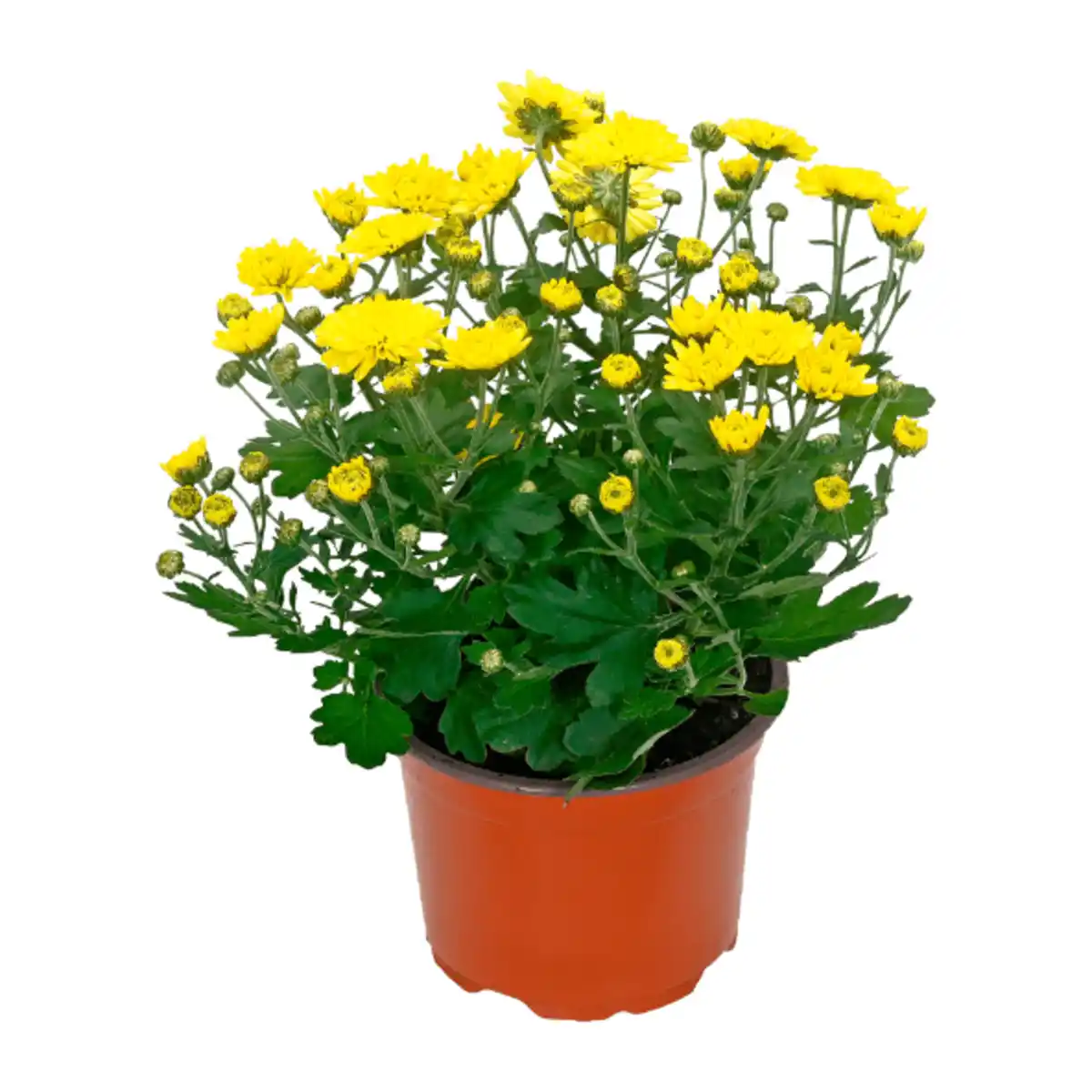 Bild 4 von GARDENLINE Chrysantheme