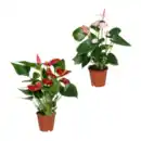 Bild 1 von GARDENLINE Anthurie
