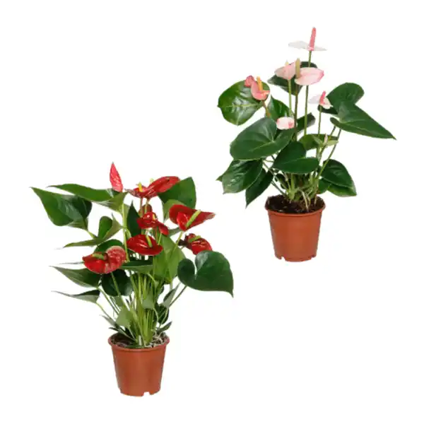 Bild 1 von GARDENLINE Anthurie