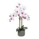 Bild 3 von HOME CREATION Naturgetreue Orchidee