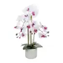 Bild 2 von HOME CREATION Naturgetreue Orchidee