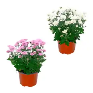 GARDENLINE Chrysantheme