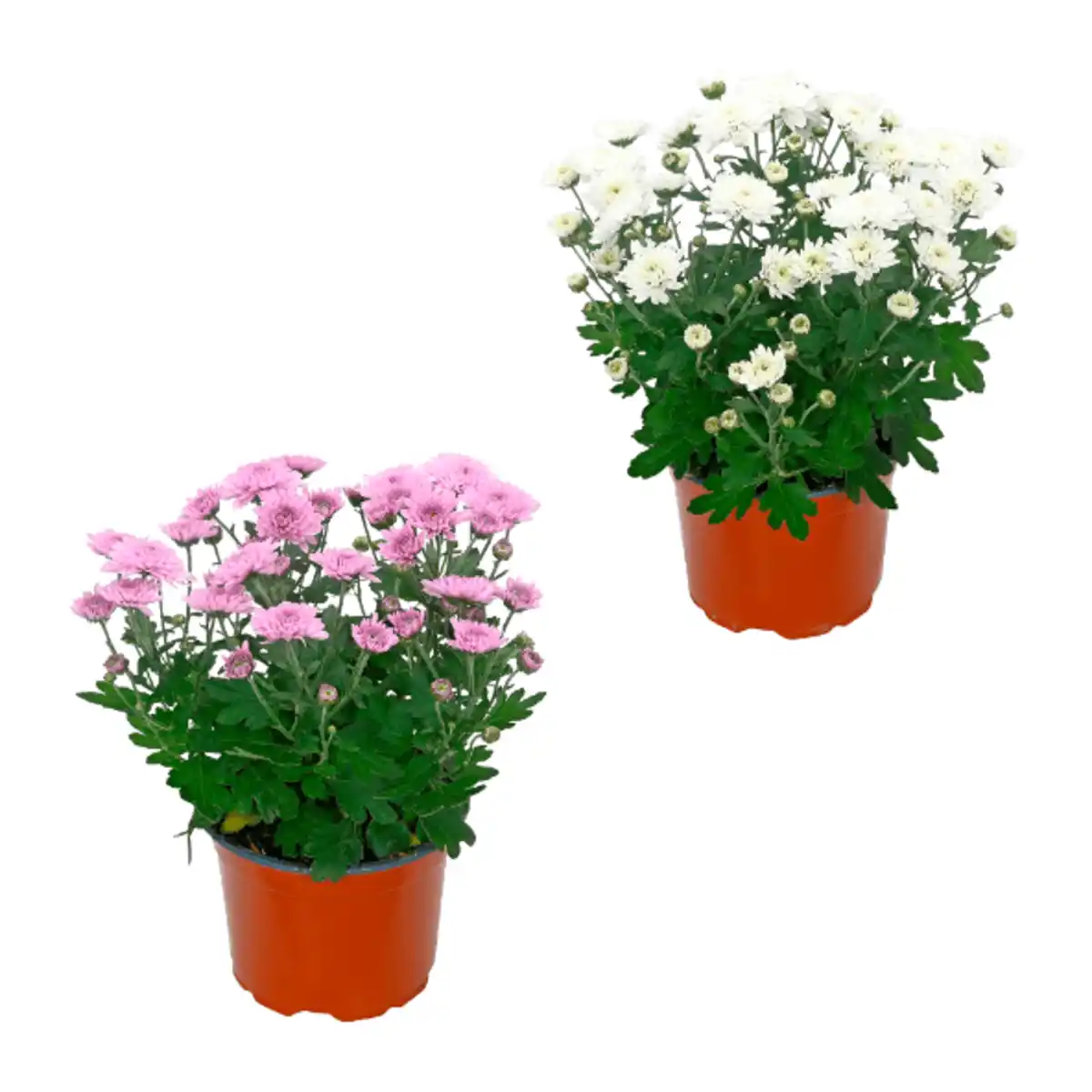 Bild 1 von GARDENLINE Chrysantheme