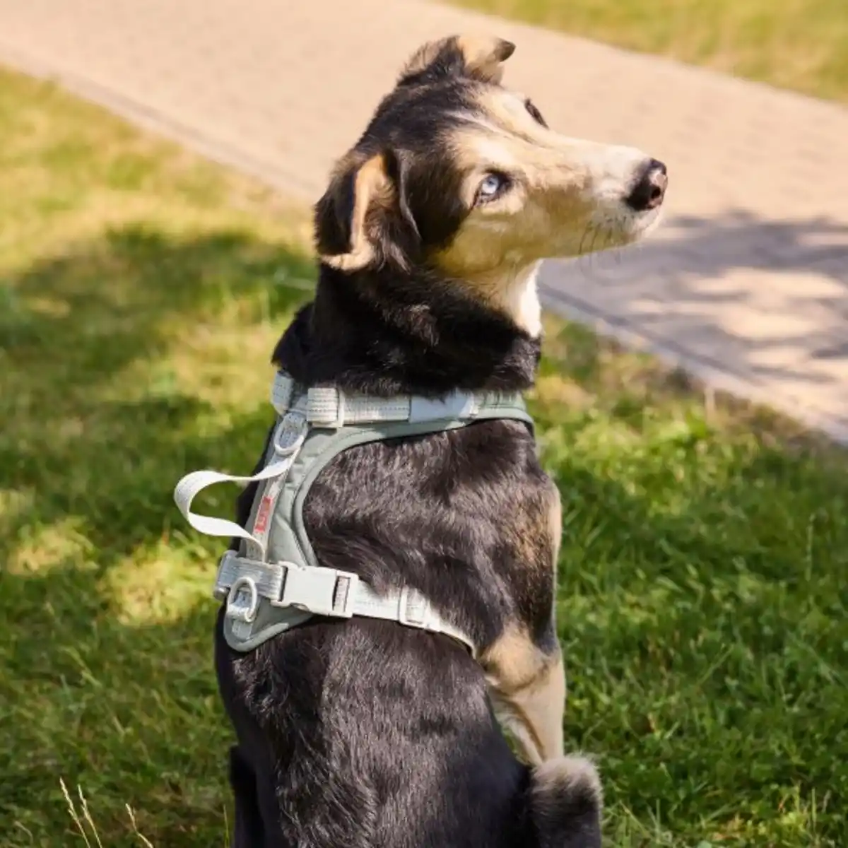 Bild 4 von MARTIN RÜTTER Hundegeschirr