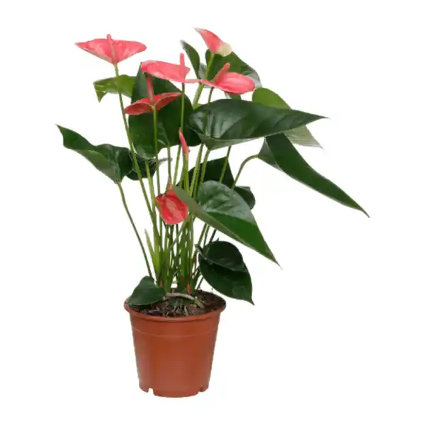 Bild 4 von GARDENLINE Anthurie