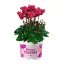 Bild 2 von GARDENLINE Alpenveilchen