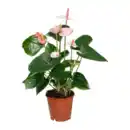 Bild 2 von GARDENLINE Anthurie