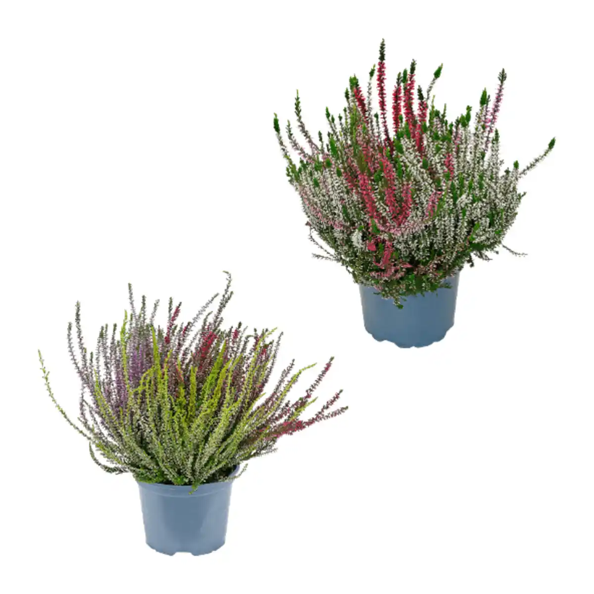 Bild 1 von GARDENLINE Callunenbüsche bunt