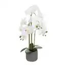 Bild 4 von HOME CREATION Naturgetreue Orchidee