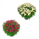 Bild 1 von GARDENLINE Bauernchrysantheme