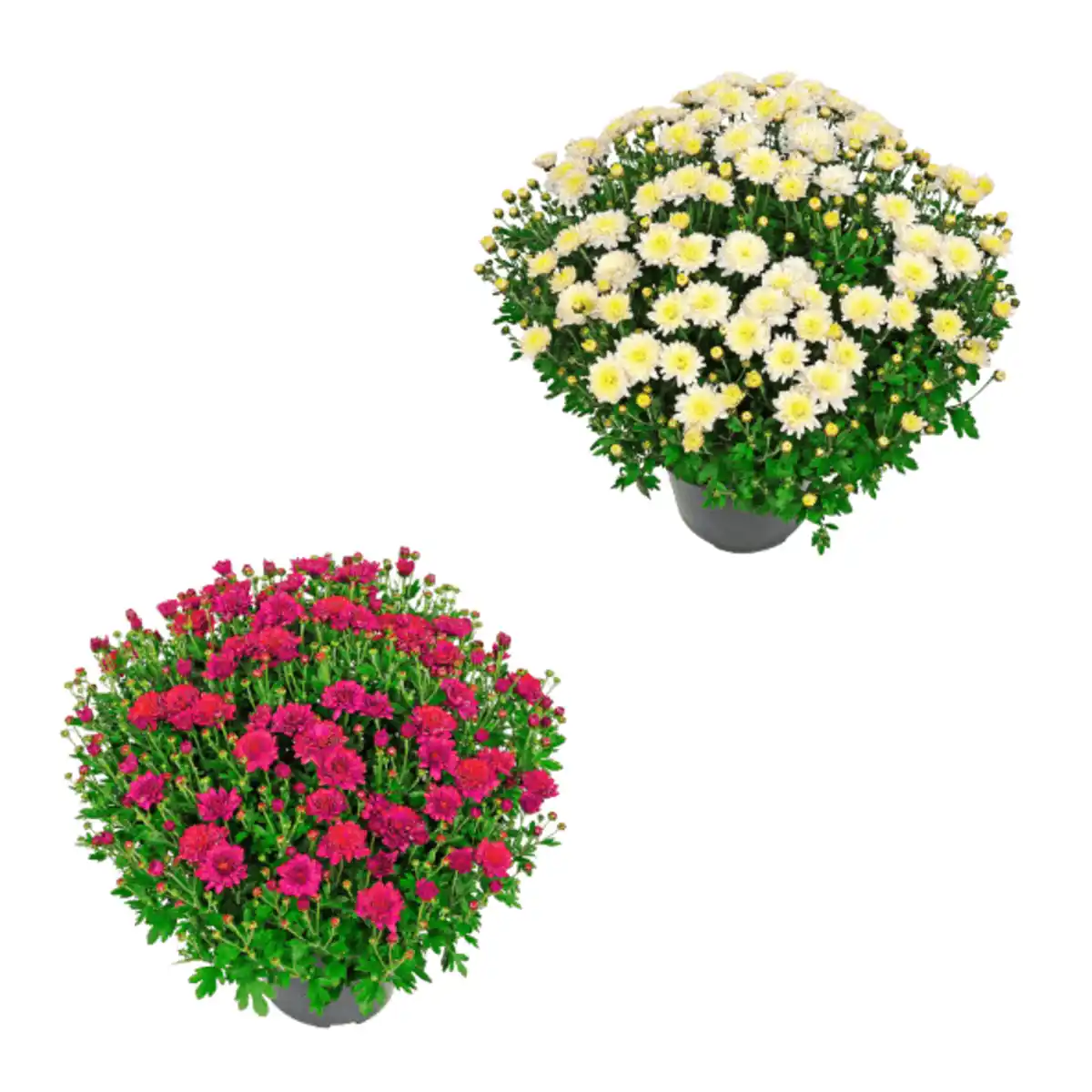 Bild 1 von GARDENLINE Bauernchrysantheme