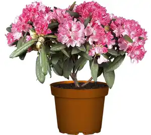 Rhododendron