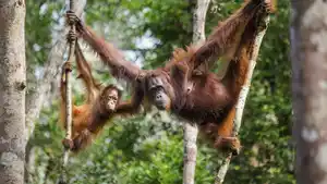 Malaysia mit Borneo - Rundreise