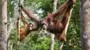 Bild 1 von Malaysia mit Borneo - Rundreise