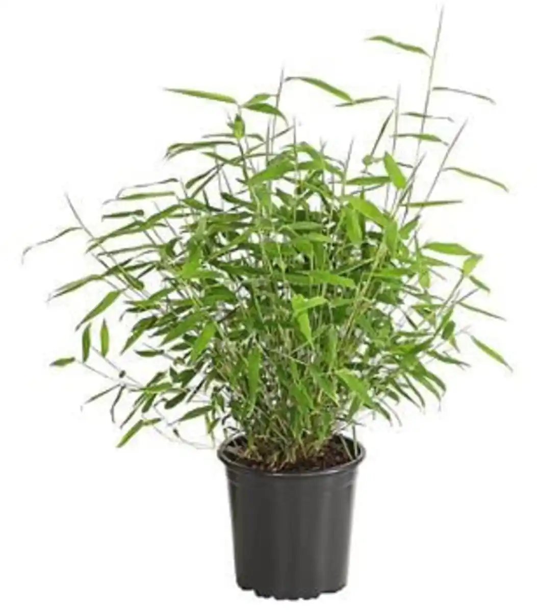 Bild 1 von Schirmbambus 'Jumbo'