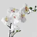 Bild 2 von FEJKA Topfpflanze, künstlich, Orchidee weiß, 12 cm
