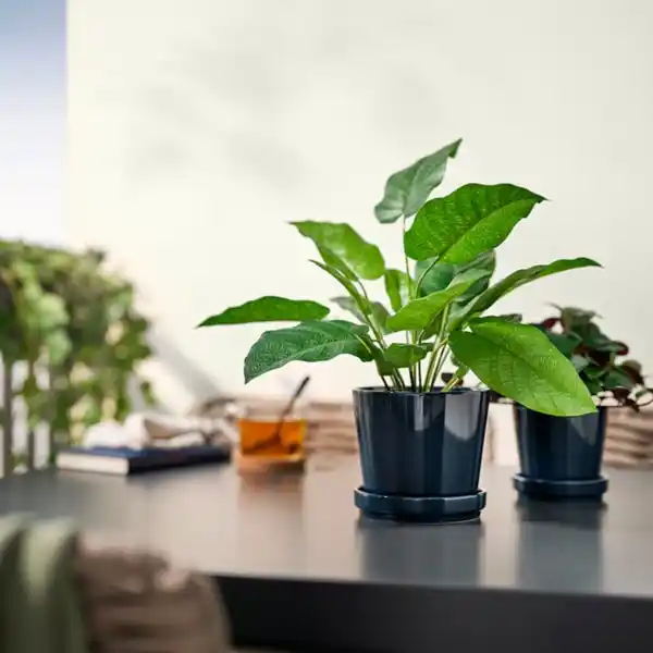 Bild 3 von FEJKA Topfpflanze, künstlich, drinnen/draußen Korbmarante, 12 cm