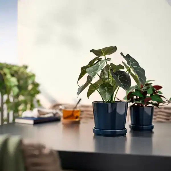 Bild 3 von FEJKA Topfpflanze, künstlich, drinnen/draußen Alokasie, 12 cm