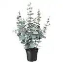 Bild 1 von FEJKA Topfpflanze, künstlich, drinnen/draußen Eukalyptus, 15 cm