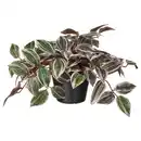 Bild 1 von FEJKA Topfpflanze, künstlich, drinnen/draußen Dreimasterblume/lila, 12 cm
