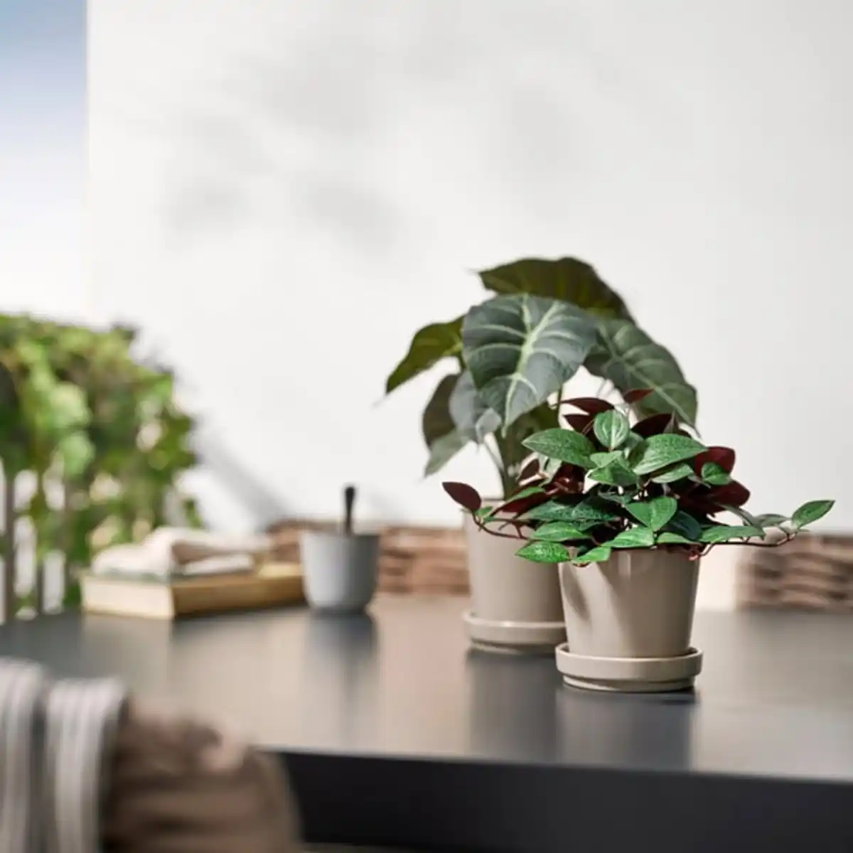 Bild 3 von FEJKA Topfpflanze, künstlich, drinnen/draußen Juwelorchidee, 9 cm