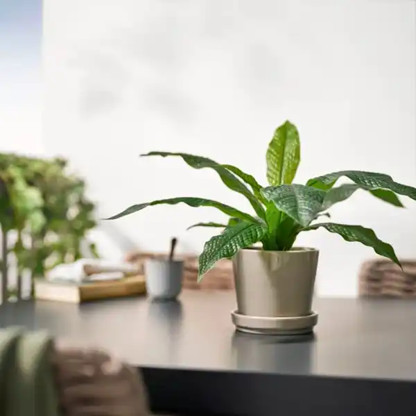 Bild 3 von FEJKA Topfpflanze, künstlich, drinnen/draußen Krokodilfarn, 12 cm