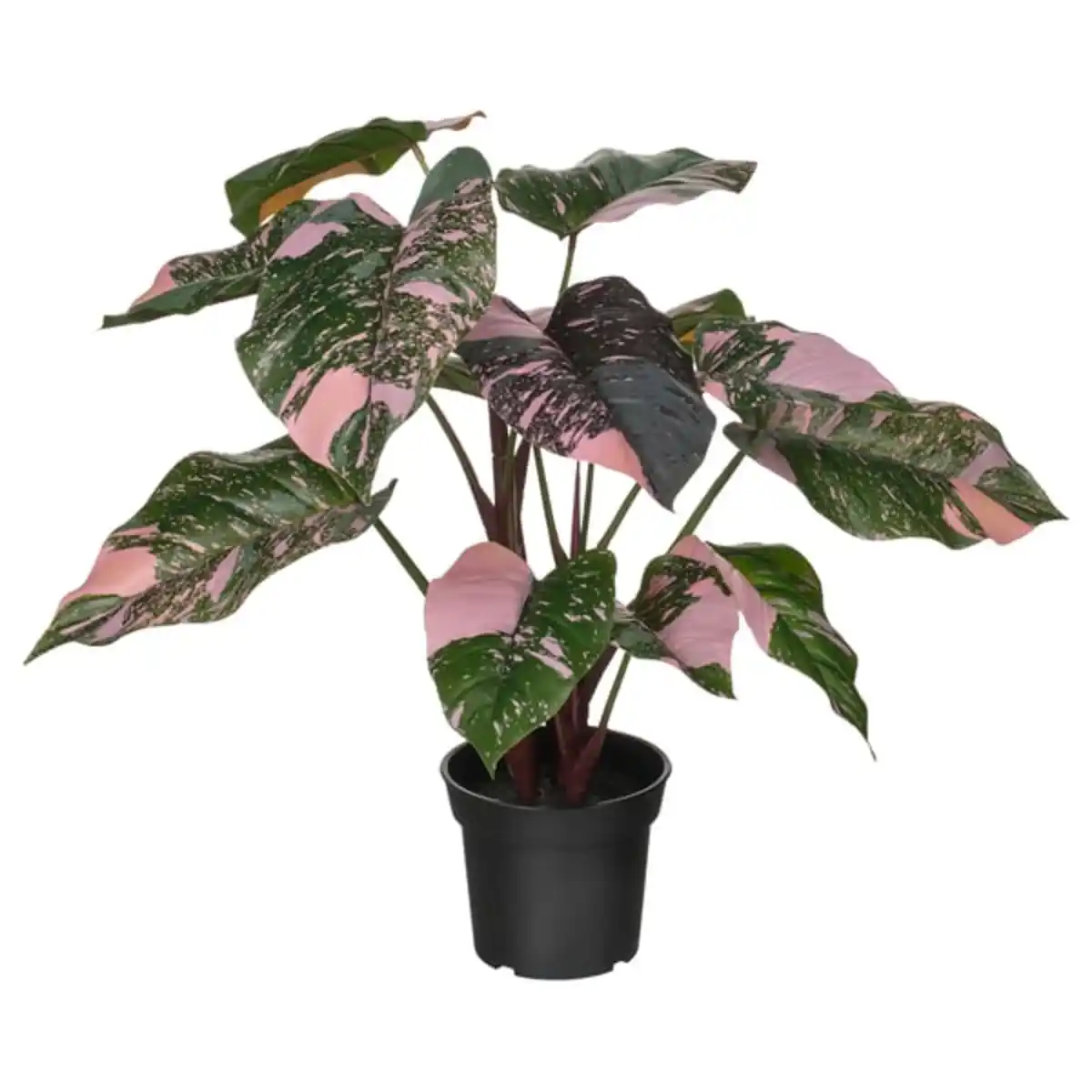 Bild 1 von FEJKA Topfpflanze, künstlich, drinnen/draußen Philodendron/grün/rosa, 15 cm