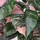 Bild 3 von FEJKA Topfpflanze, künstlich, drinnen/draußen Philodendron/grün/rosa, 15 cm
