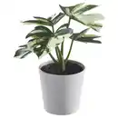Bild 1 von FEJKA Topfpflanze, künstlich/mit Topf, drinnen/draußen Monstera, 6 cm