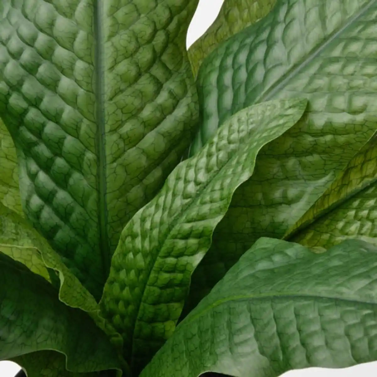 Bild 4 von FEJKA Topfpflanze, künstlich, drinnen/draußen Krokodilfarn, 12 cm