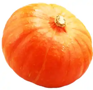 Hokkaido Kürbis