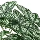 Bild 4 von FEJKA Topfpflanze, künstlich, drinnen/draußen Cercestis mirabilis, 15 cm
