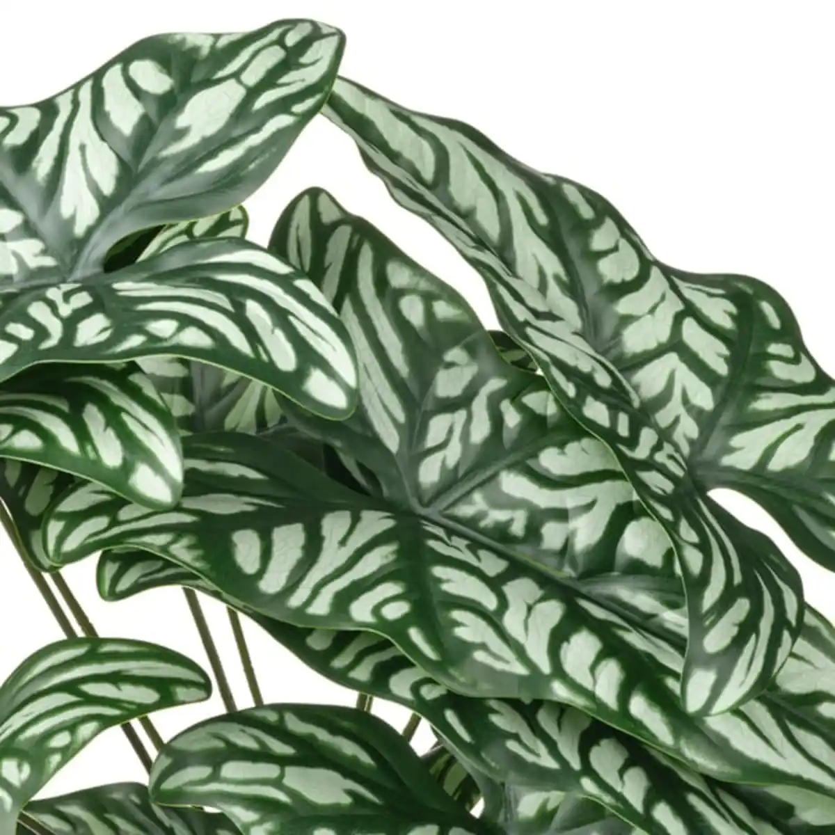 Bild 4 von FEJKA Topfpflanze, künstlich, drinnen/draußen Cercestis mirabilis, 15 cm