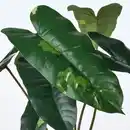 Bild 4 von FEJKA Topfpflanze, künstlich, drinnen/draußen Philodendron/grün/weiß, 15 cm