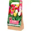 Bild 1 von Tulpenzwiebeln