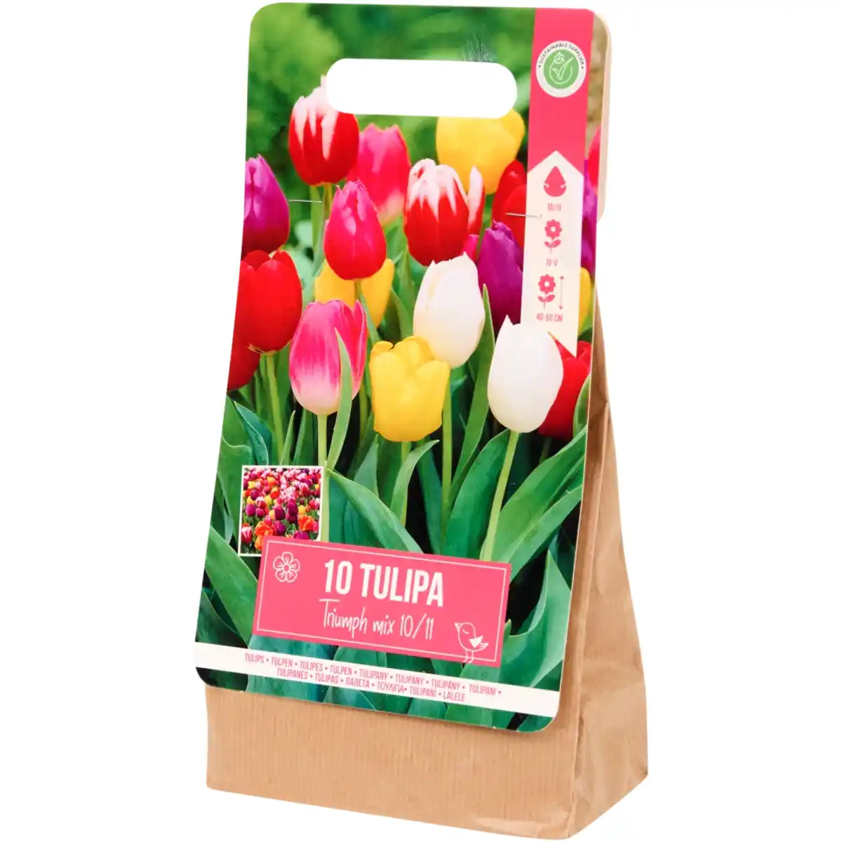 Bild 1 von Tulpenzwiebeln