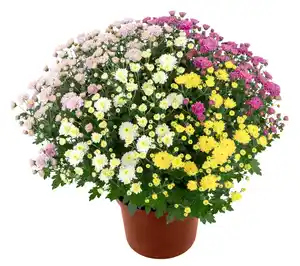 Chrysanthemen Busch XXL