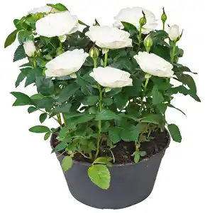 Rose in Schale