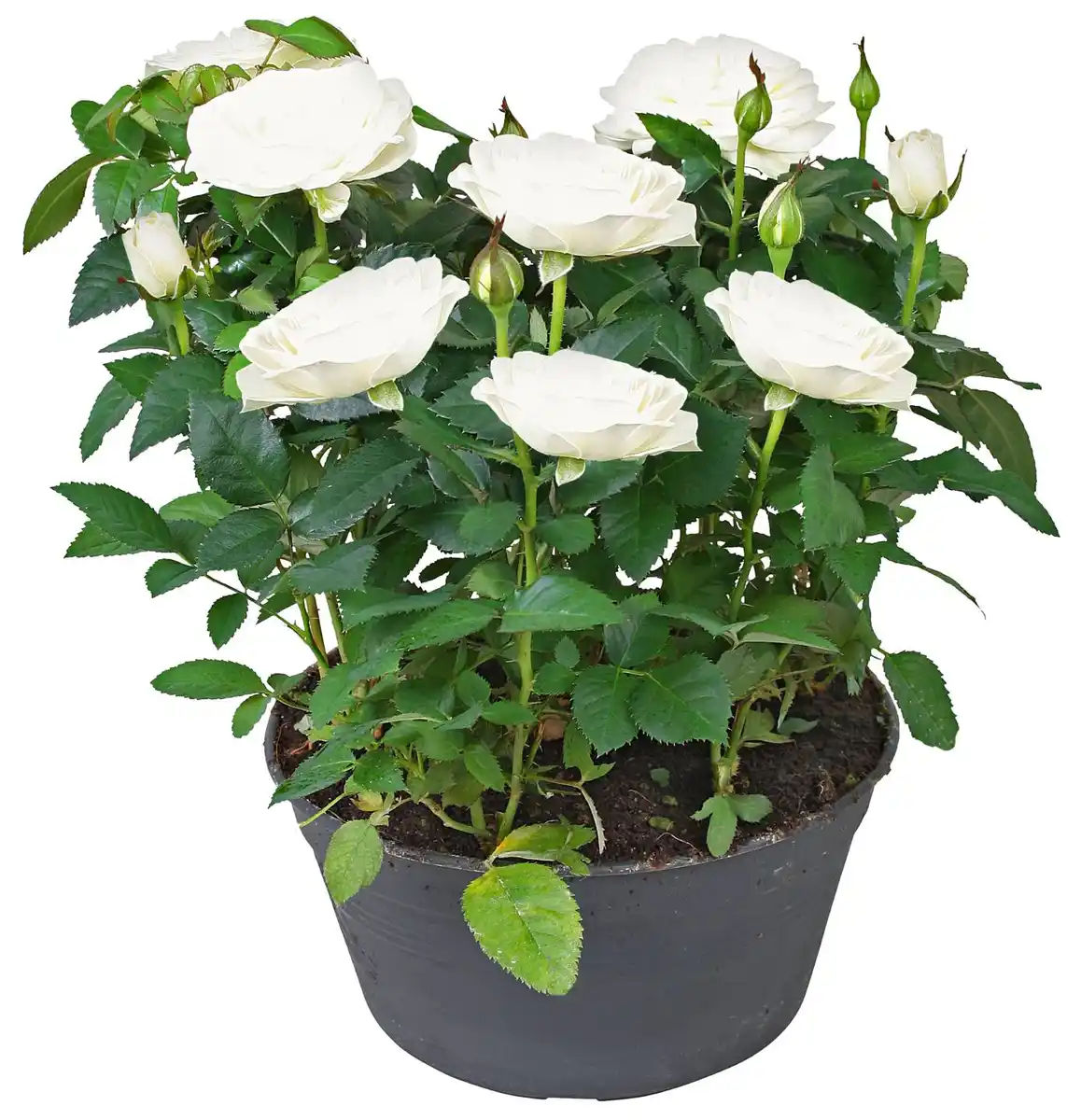 Bild 1 von Rose in Schale