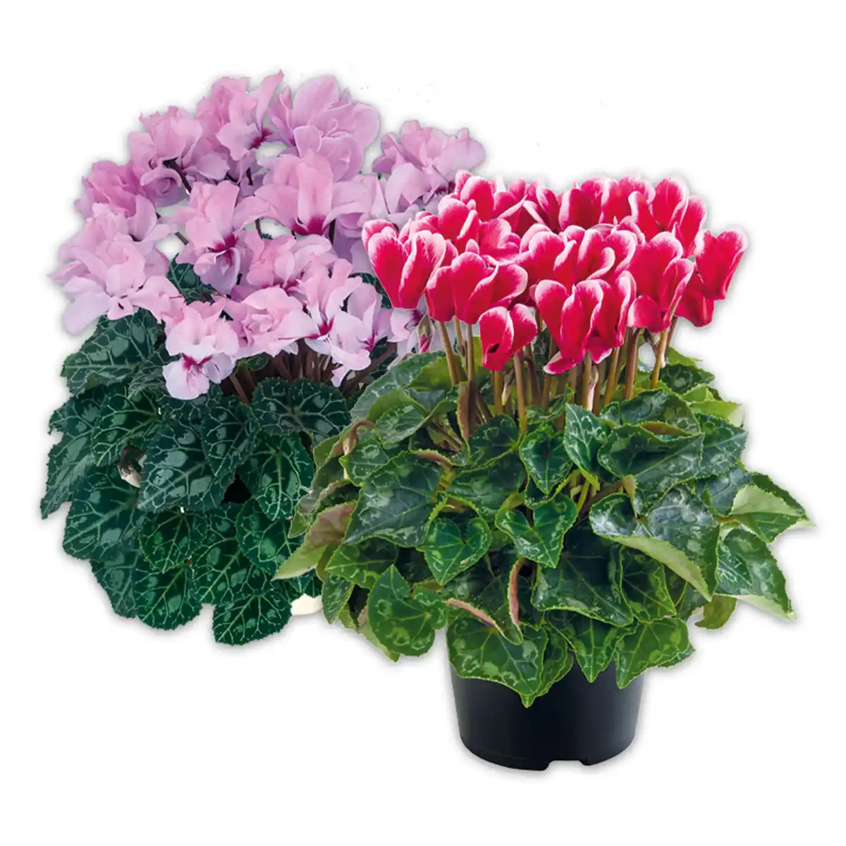 Bild 1 von Duft-/ Alpenveilchen