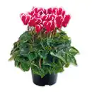 Bild 3 von Duft-/ Alpenveilchen