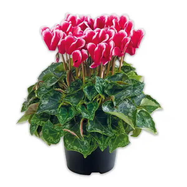 Bild 3 von Duft-/ Alpenveilchen